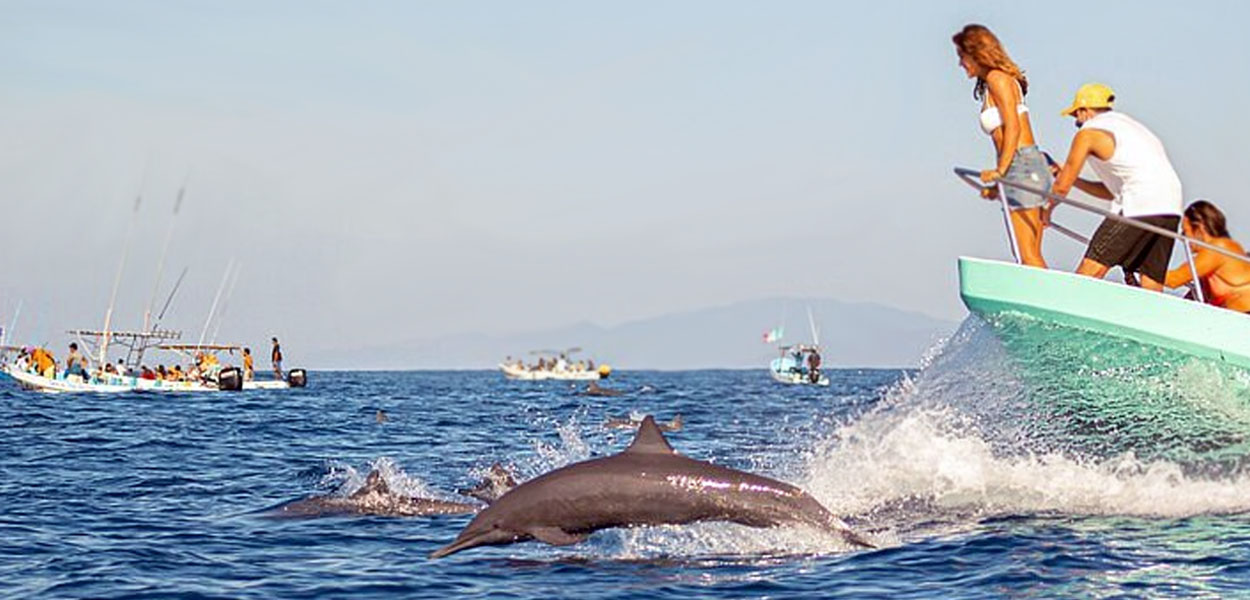 Dolphins Watching Tours