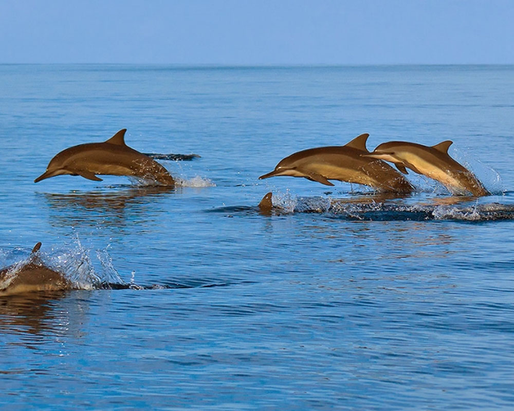 Oman Wildlife tours