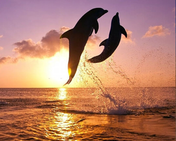 Dolphin Watching Tours