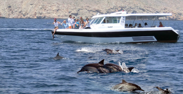 Dolphins watching