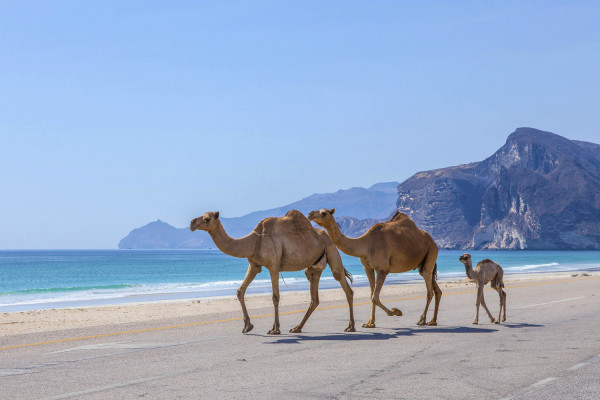 MOUNTAIN & BEACHES OF OMAN – CLASSIC ,6 Days