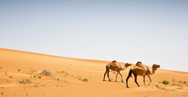 Desert Safari to the Lost City and Empty Quarter